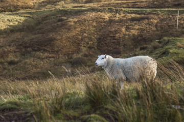 Knitted To Perfection: United Scottish Knits